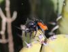 Philaeus chrysops